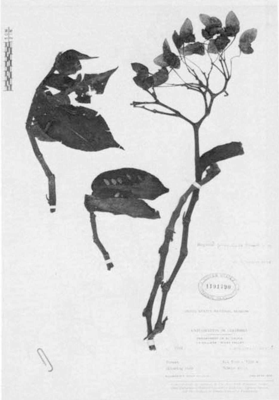 B. praerupta